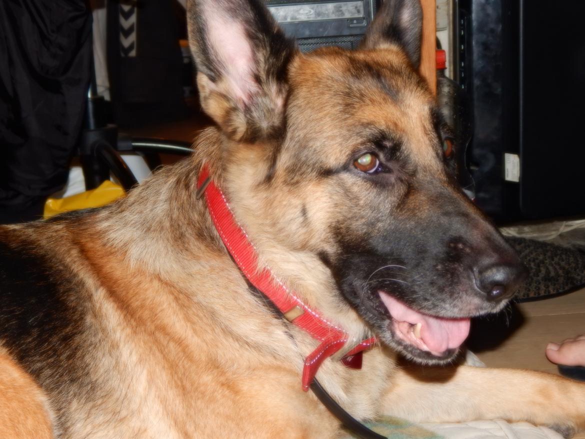 Schæferhund Nala billede 5