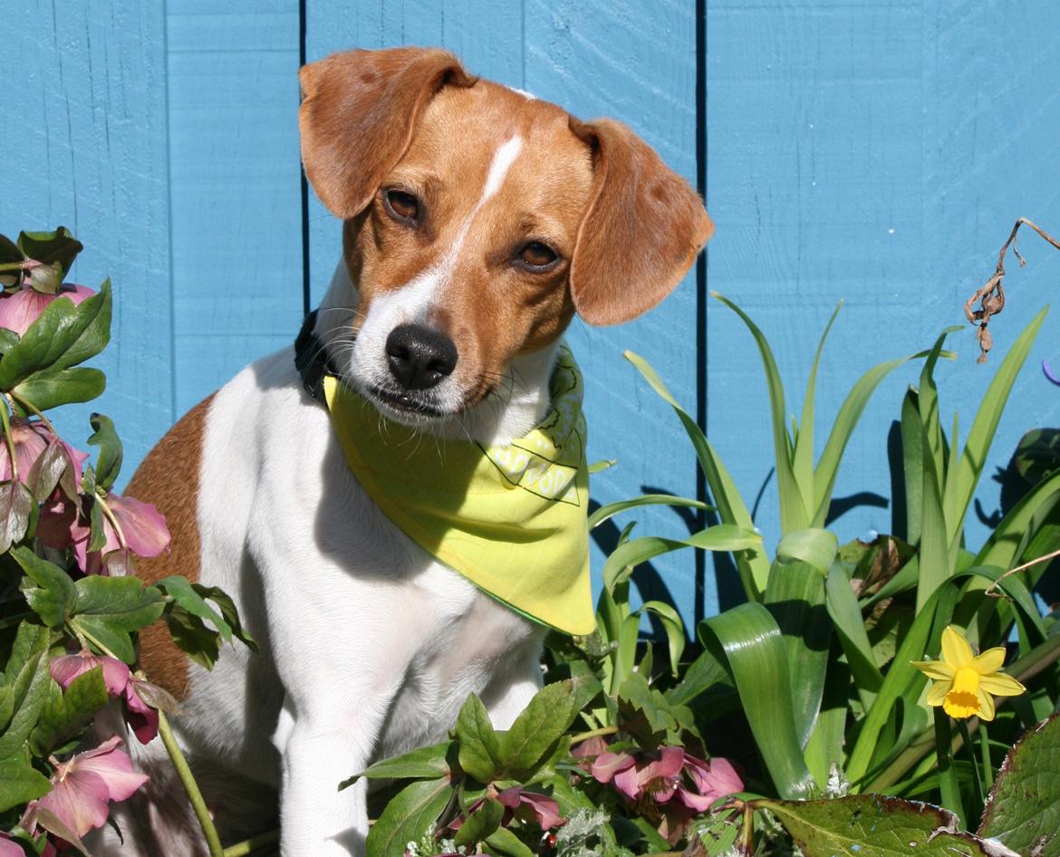 Dansk svensk gaardhund Sørøver Zallie billede 44