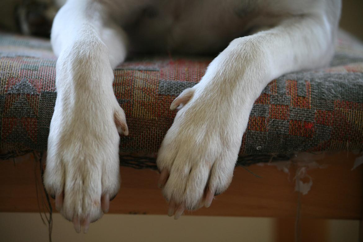 Dansk svensk gaardhund Sørøver Zallie billede 46