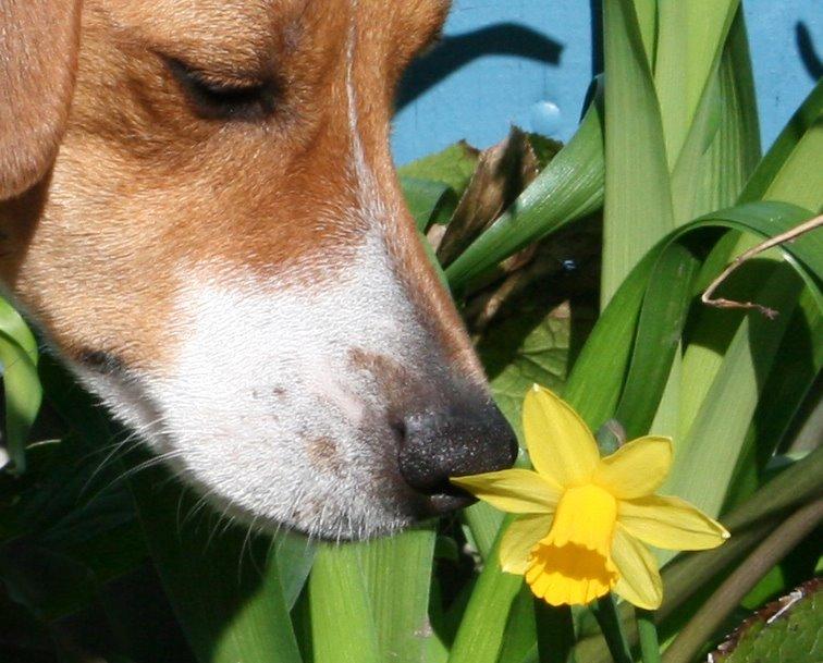 Dansk svensk gaardhund Sørøver Zallie billede 45