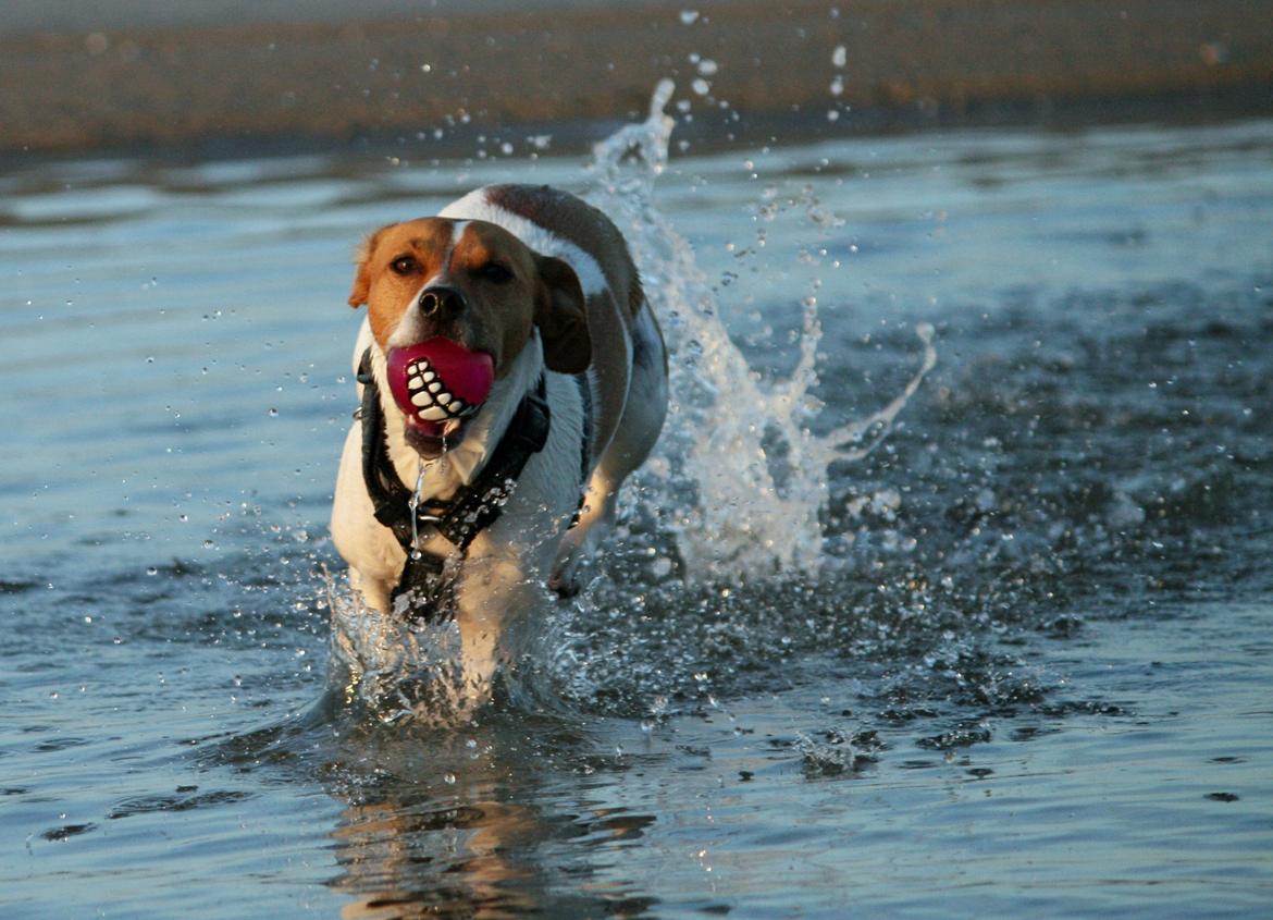 Dansk svensk gaardhund Sørøver Zallie billede 47