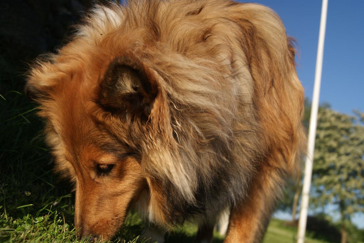 Shetland sheepdog Akela aka Keiko billede 15