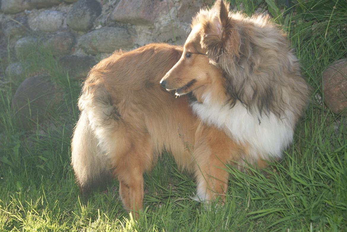 Shetland sheepdog Akela aka Keiko billede 16