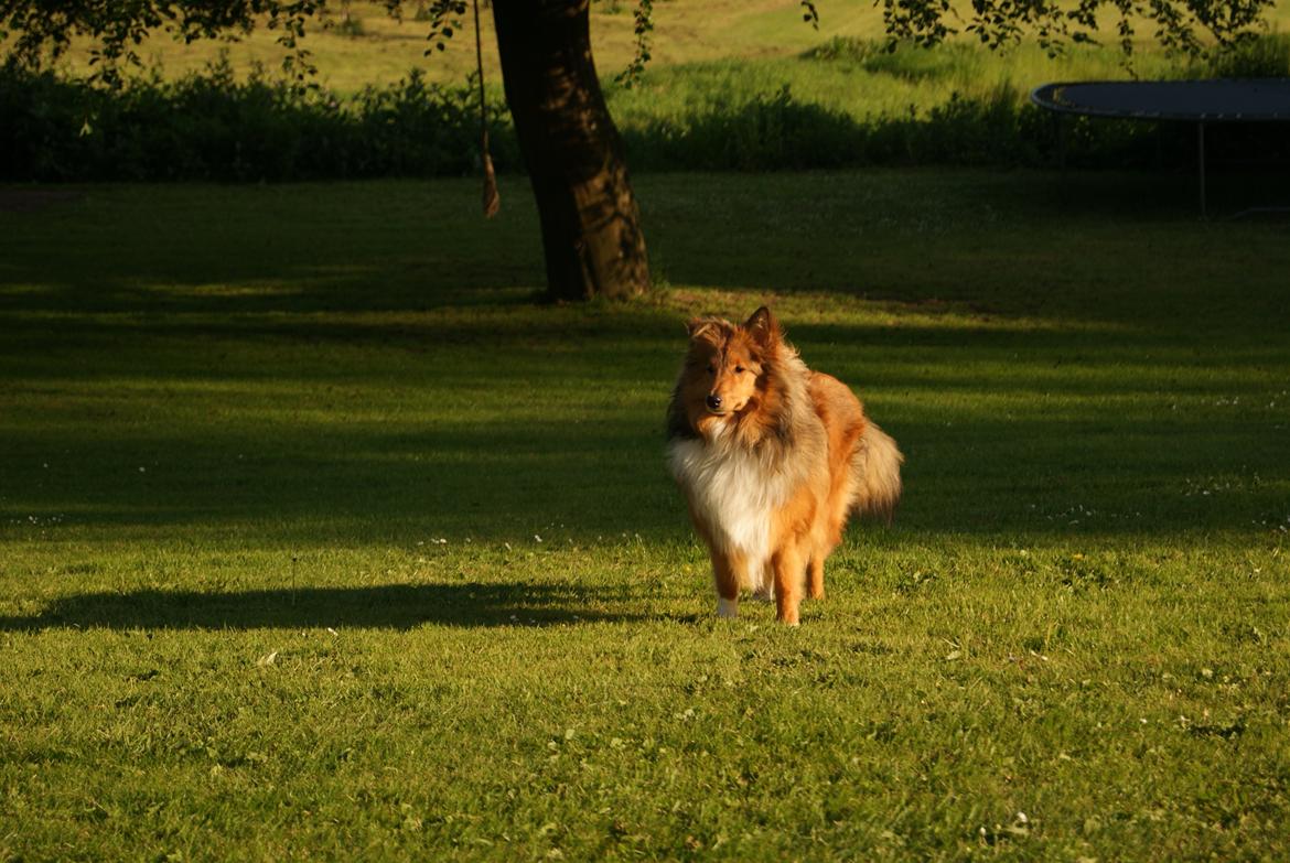 Shetland sheepdog Akela aka Keiko billede 17