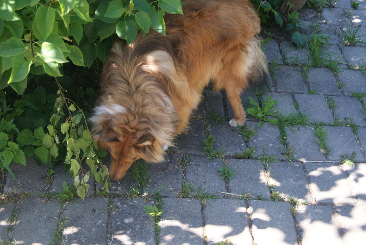 Shetland sheepdog Akela aka Keiko billede 19