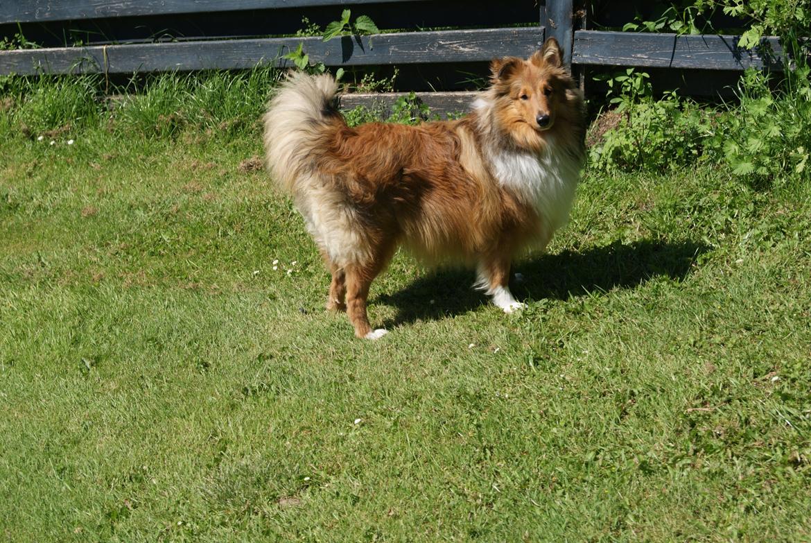 Shetland sheepdog Akela aka Keiko billede 21