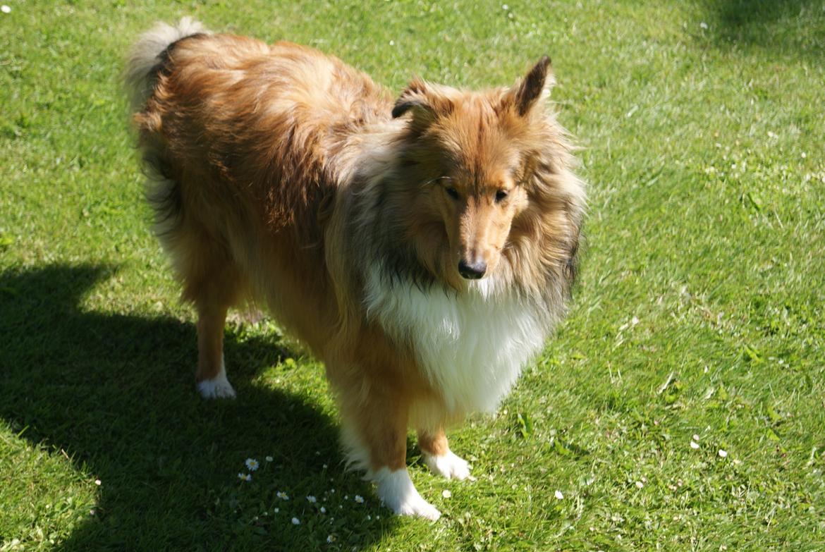 Shetland sheepdog Akela aka Keiko billede 24