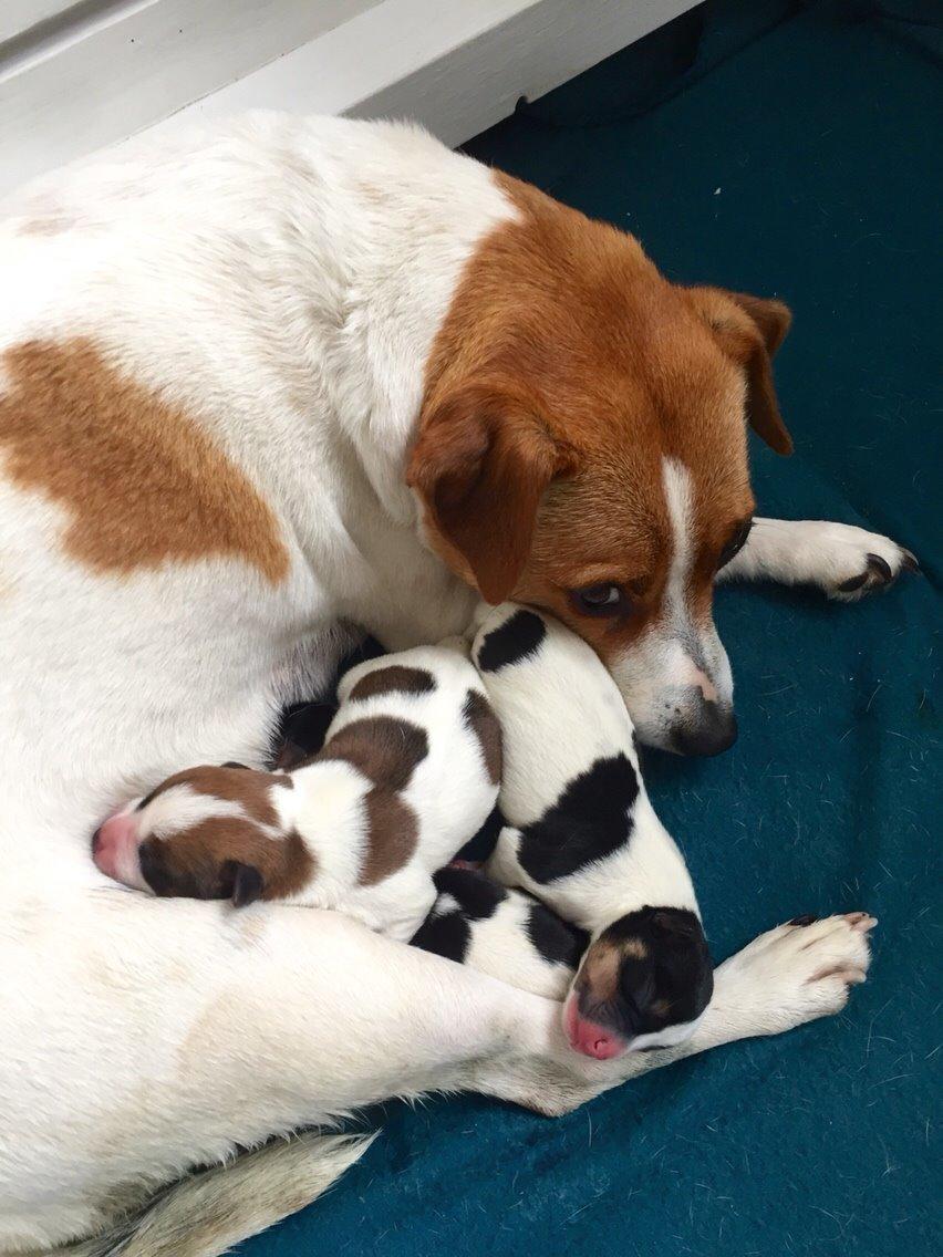 Dansk svensk gaardhund Amy billede 13