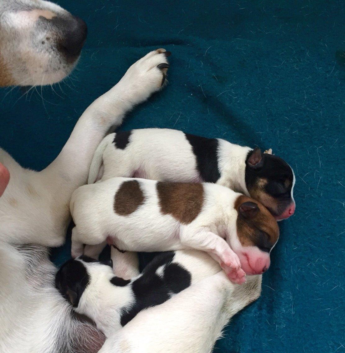 Dansk svensk gaardhund Amy billede 14