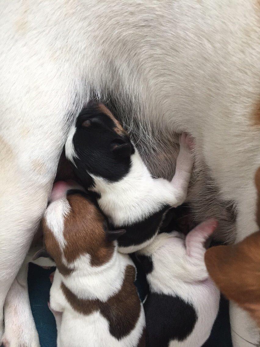 Dansk svensk gaardhund Amy billede 17