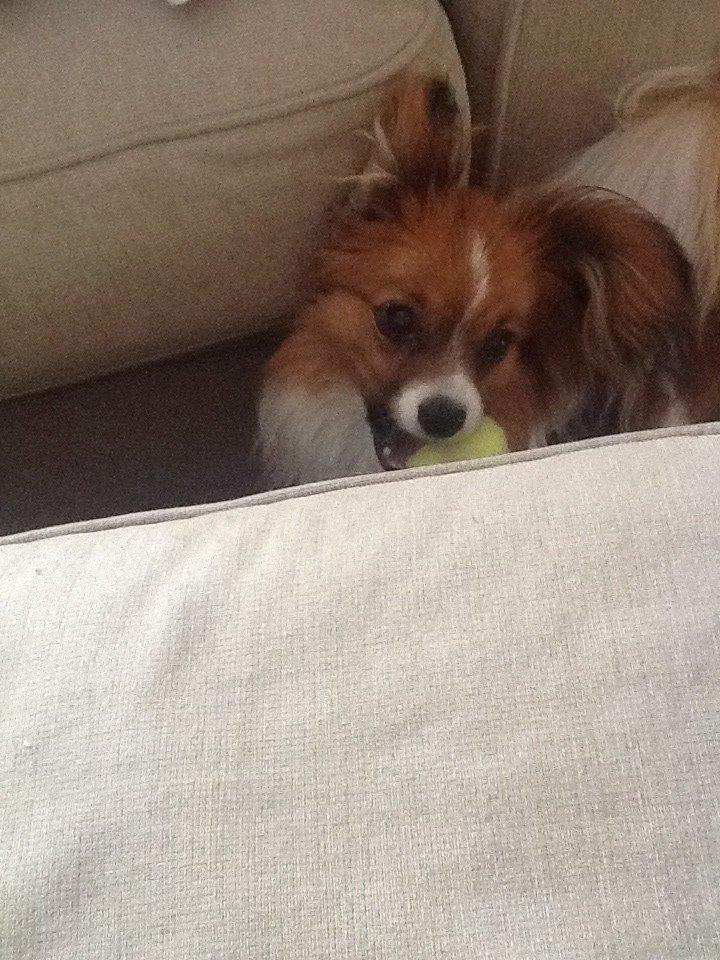 Phalene Choko billede 25