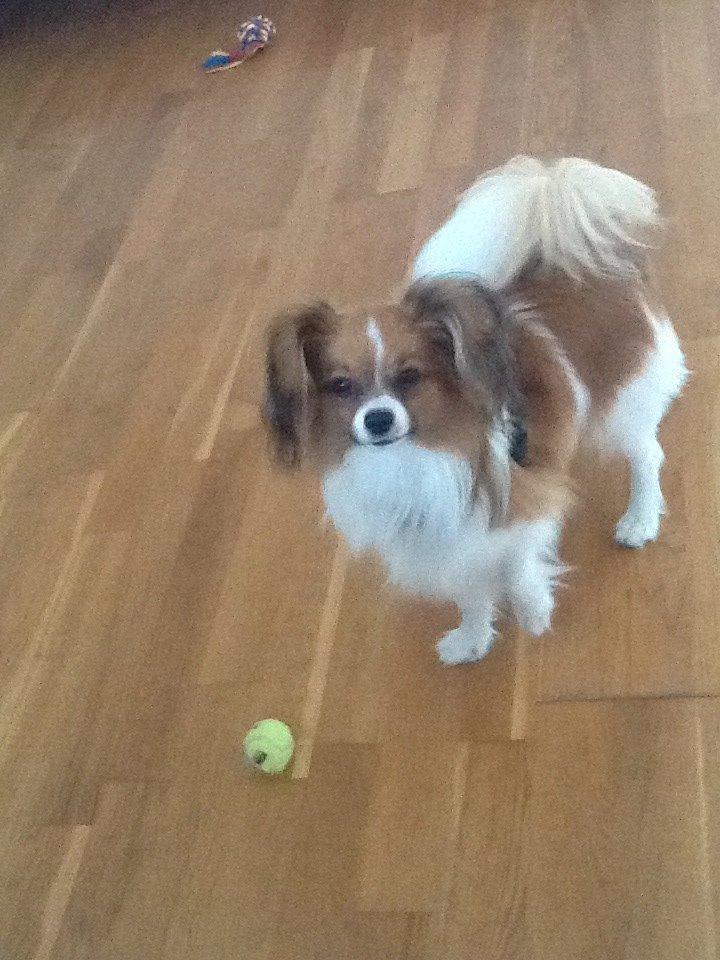 Phalene Choko billede 26