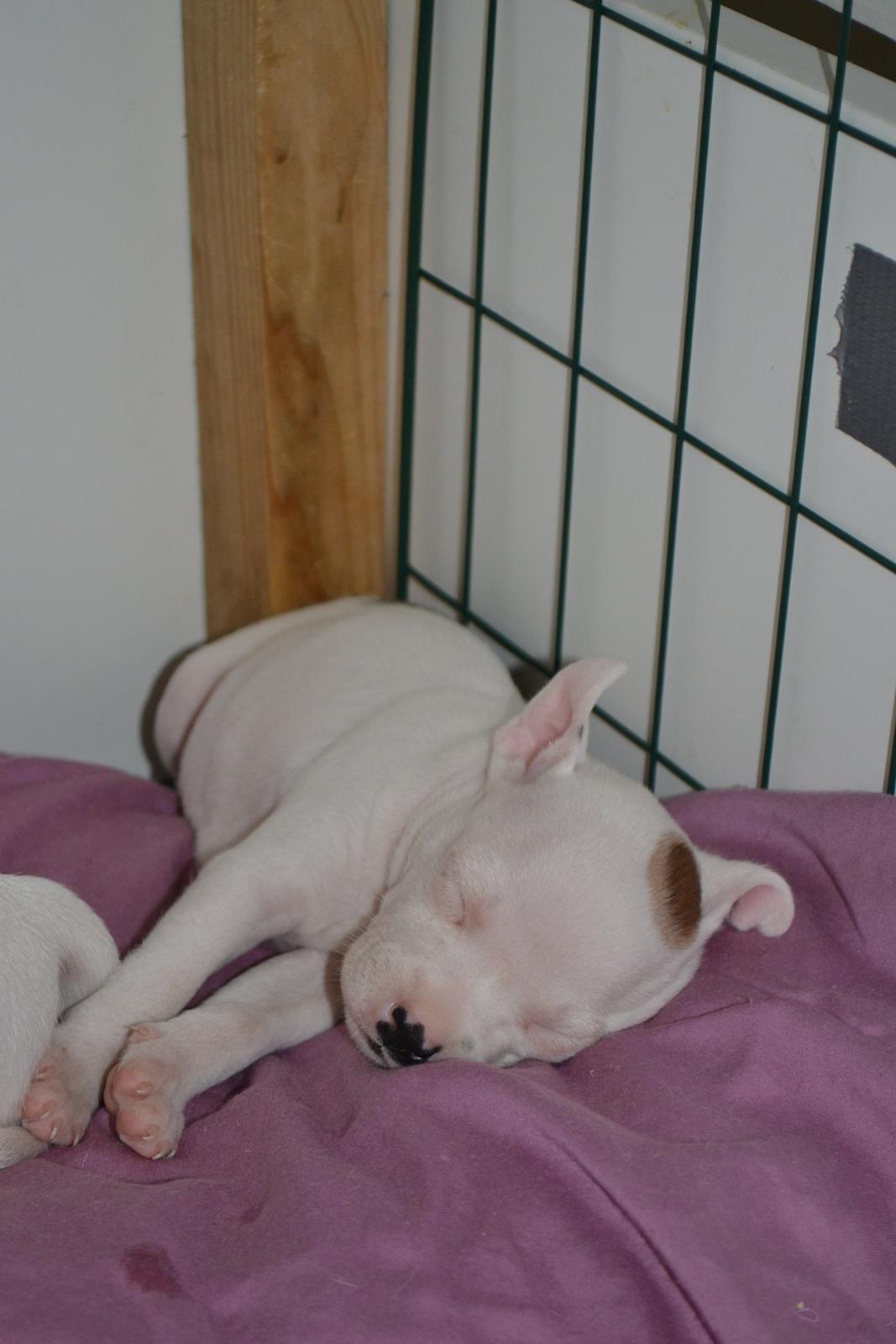 Staffordshire bull terrier BIRK billede 1