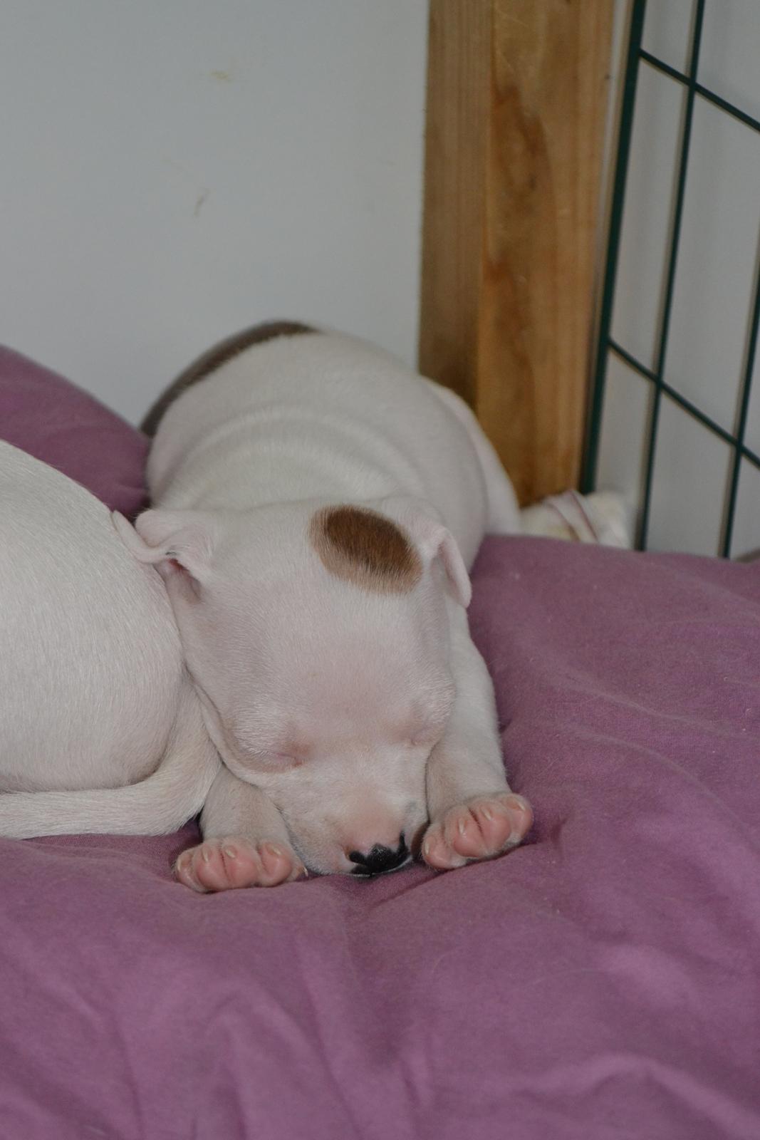 Staffordshire bull terrier BIRK billede 2