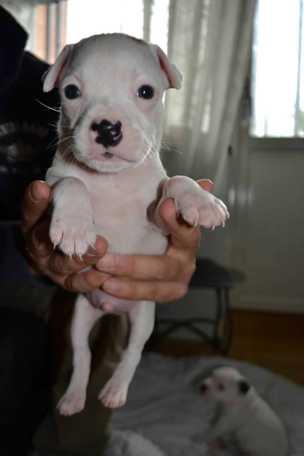 Staffordshire bull terrier BIRK billede 3