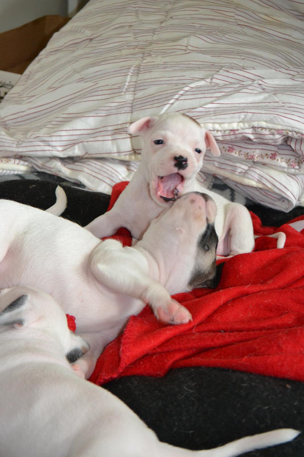 Staffordshire bull terrier BIRK billede 4