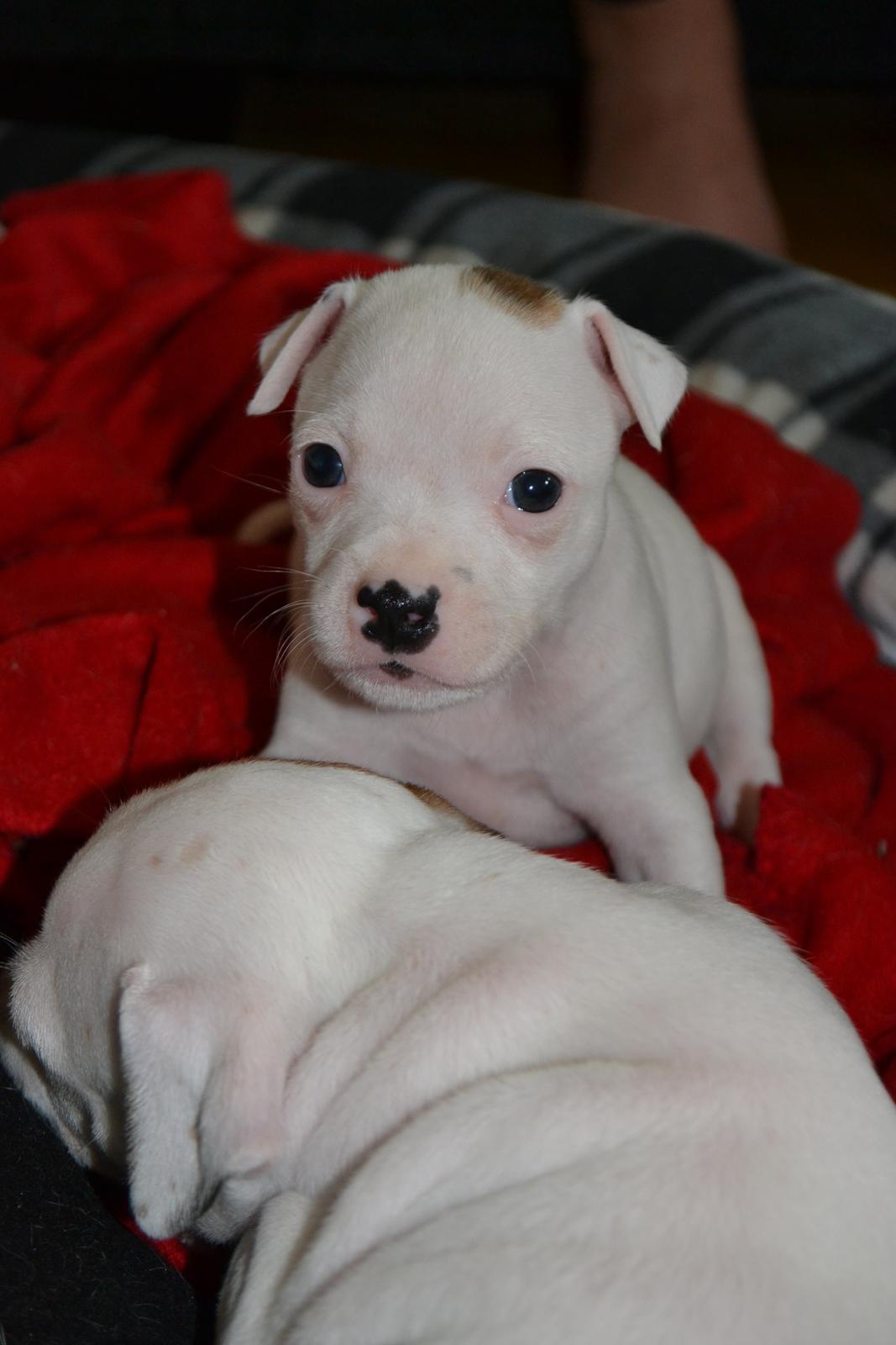 Staffordshire bull terrier BIRK billede 5