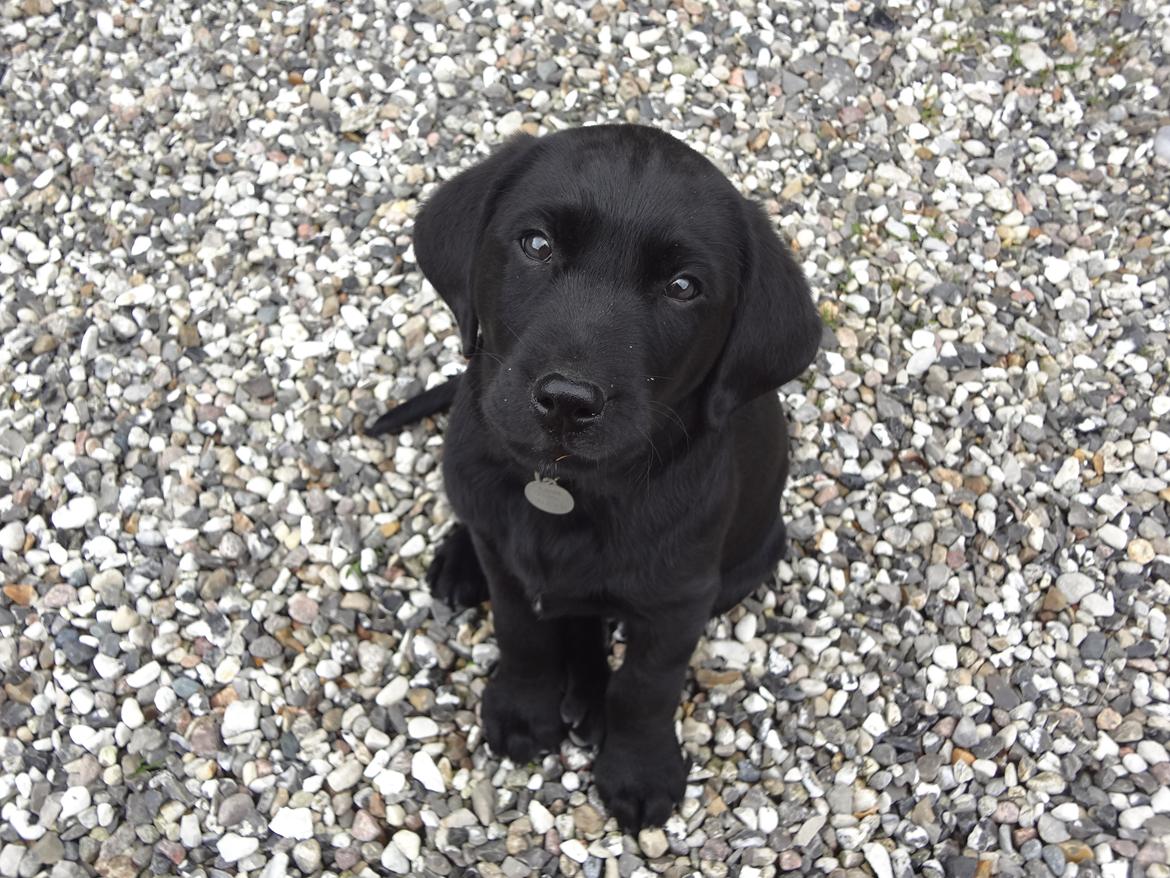 Labrador retriever Bjørn - 9 uger billede 2
