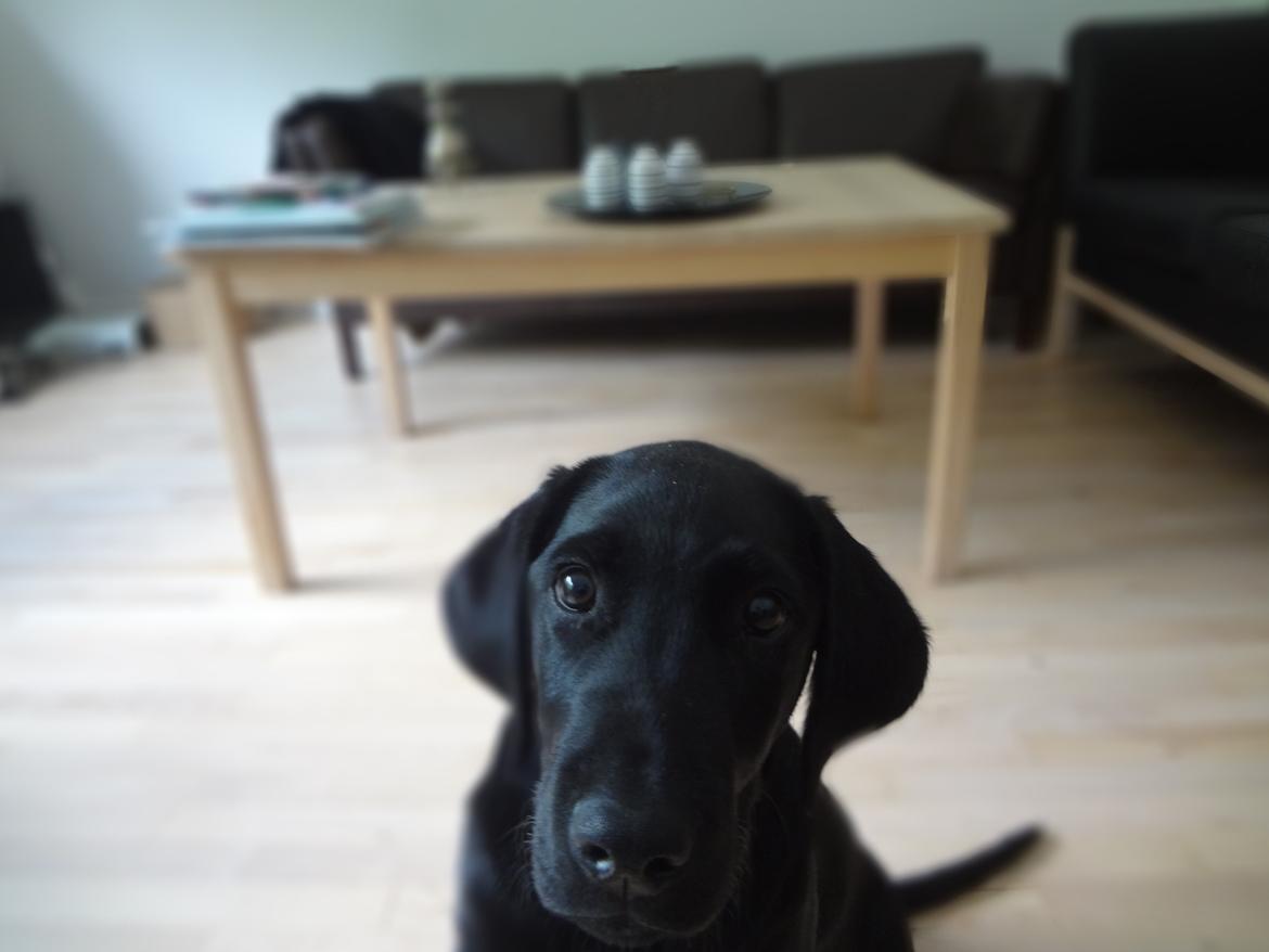 Labrador retriever Bjørn - 14 uger billede 3