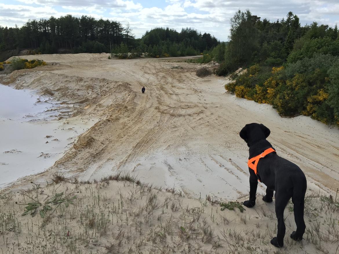 Labrador retriever Bjørn - 13 uger billede 5
