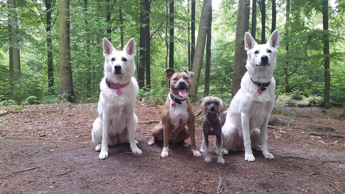 Chinese crested hårløs Sminna billede 15