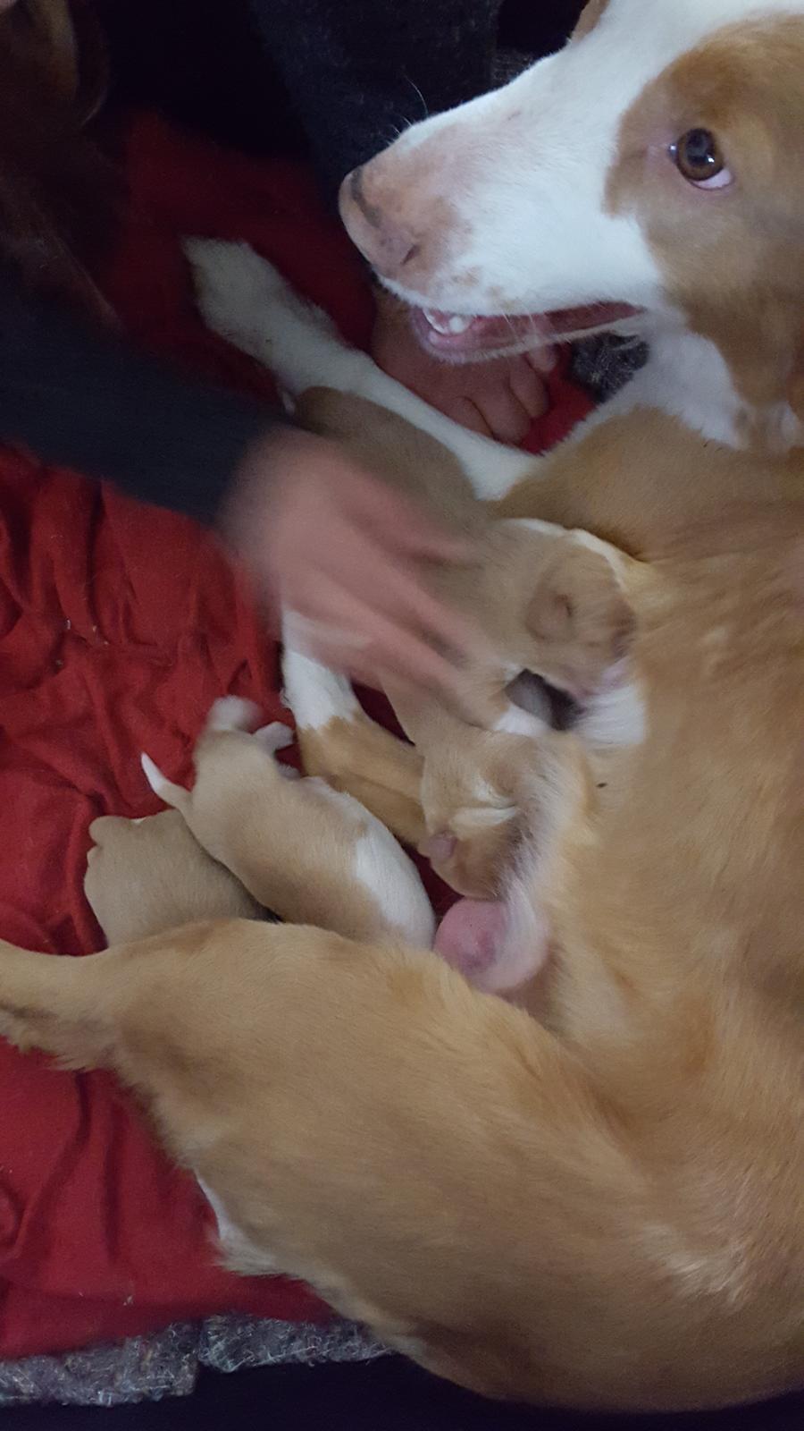 Nova scotia duck tolling retriever Coco billede 1