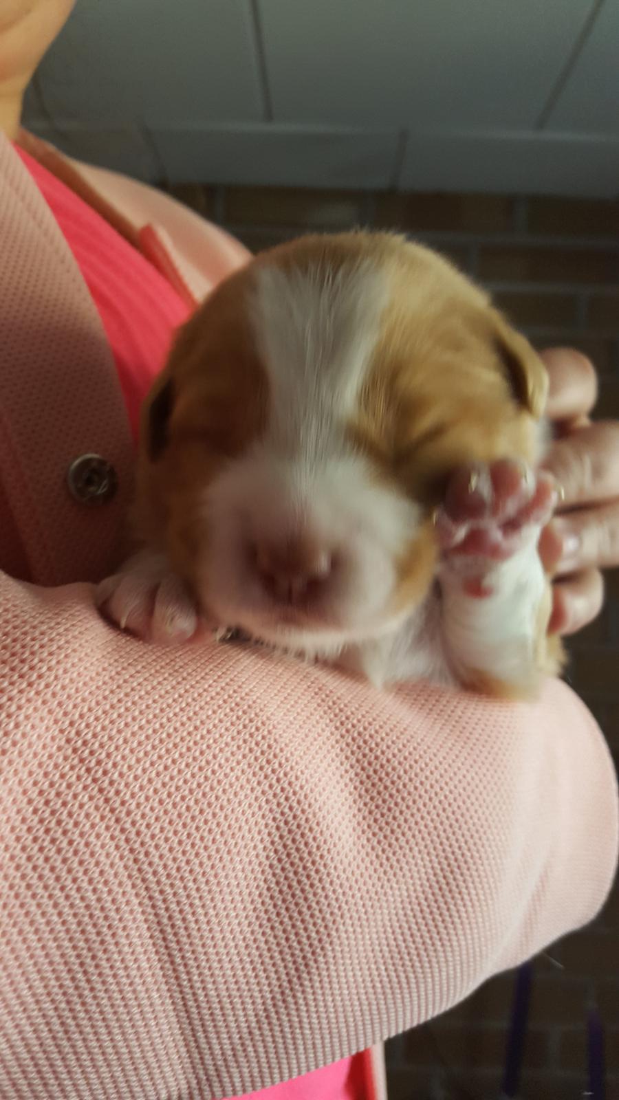 Nova scotia duck tolling retriever Coco billede 2