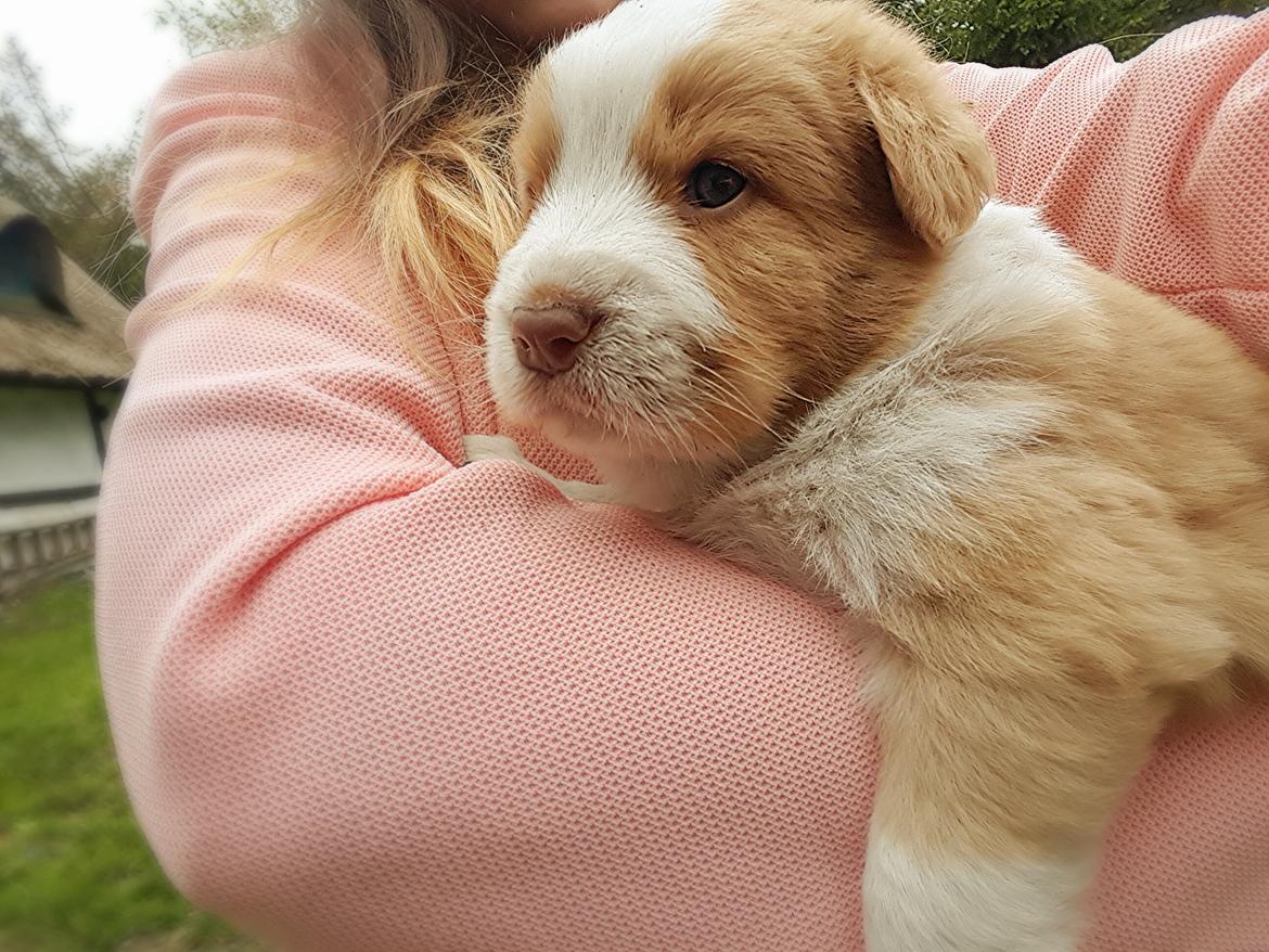 Nova scotia duck tolling retriever Coco billede 3