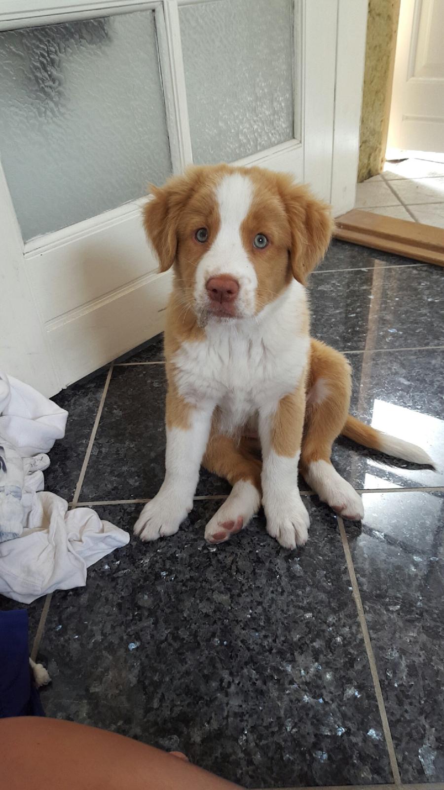 Nova scotia duck tolling retriever Coco billede 4