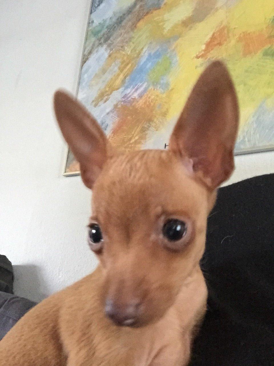 Prazsky krysarik Mimmi billede 7