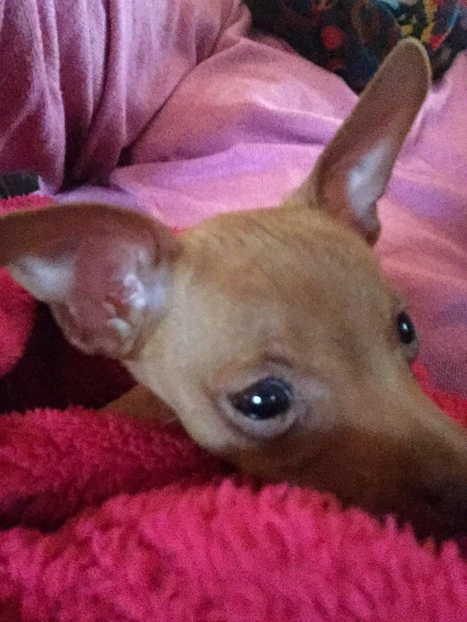 Prazsky krysarik Mimmi billede 10