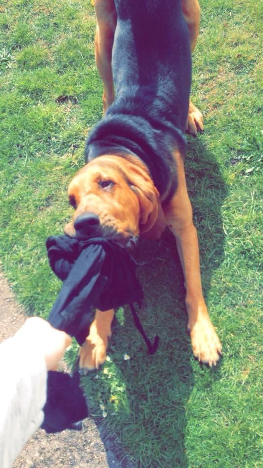 Blodhund Balder billede 1