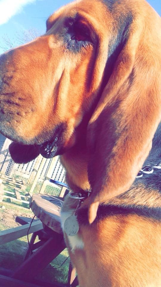 Blodhund Balder billede 4