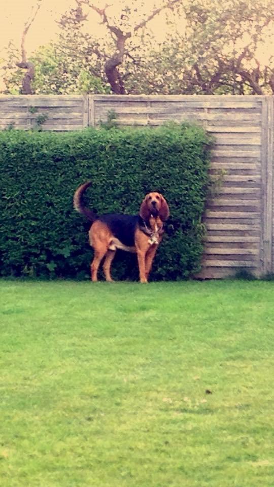 Blodhund Balder billede 5