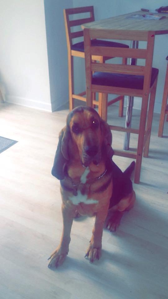 Blodhund Balder billede 6