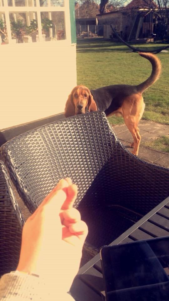 Blodhund Balder billede 8