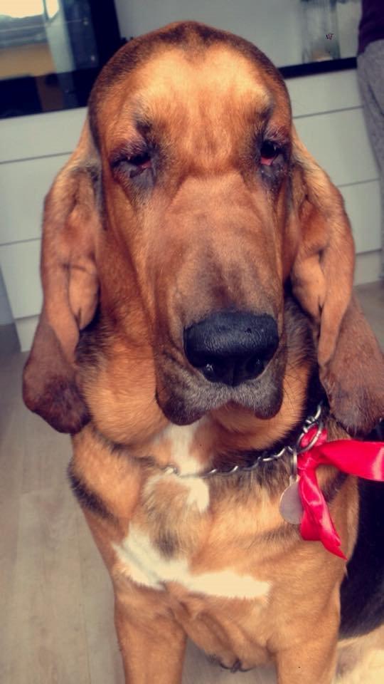 Blodhund Balder billede 9