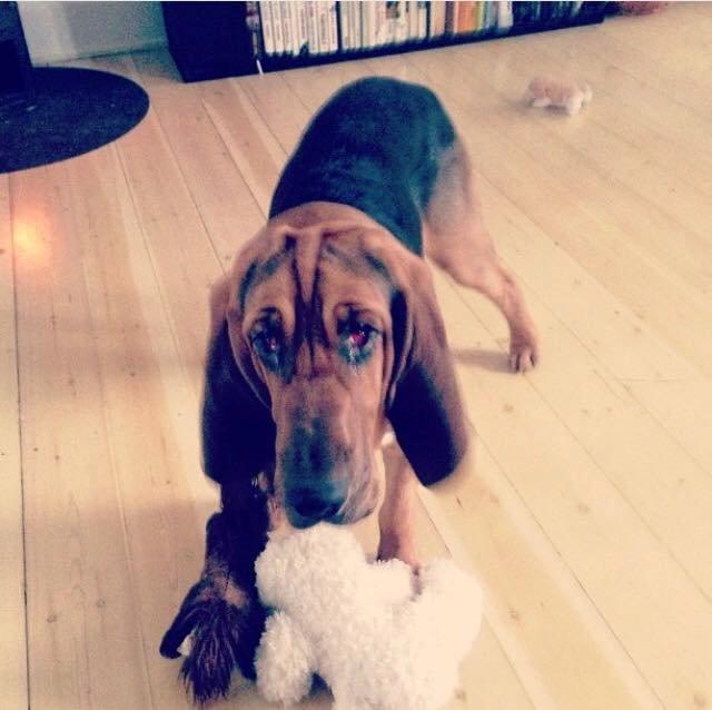 Blodhund Balder billede 10