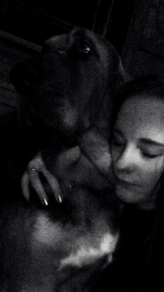 Blodhund Balder billede 11