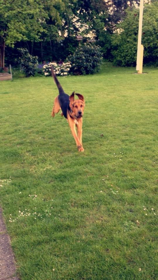 Blodhund Balder billede 12