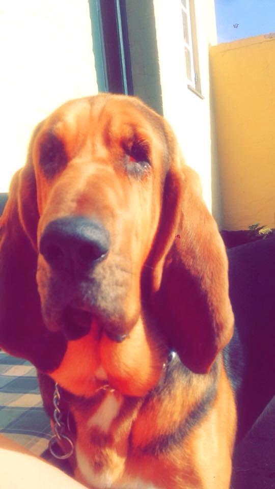 Blodhund Balder billede 13