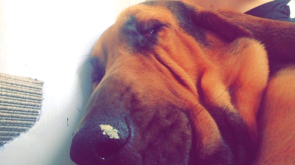 Blodhund Balder billede 2