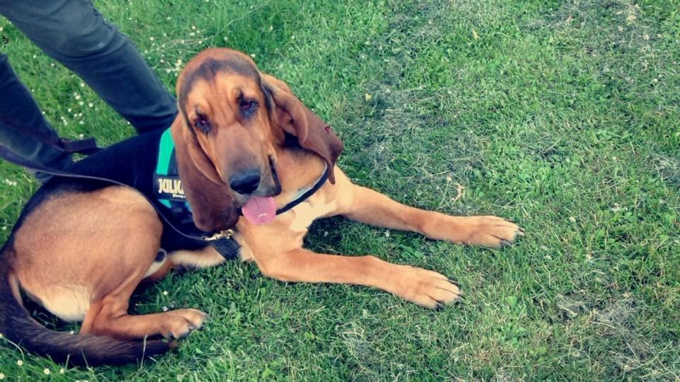 Blodhund Balder billede 7