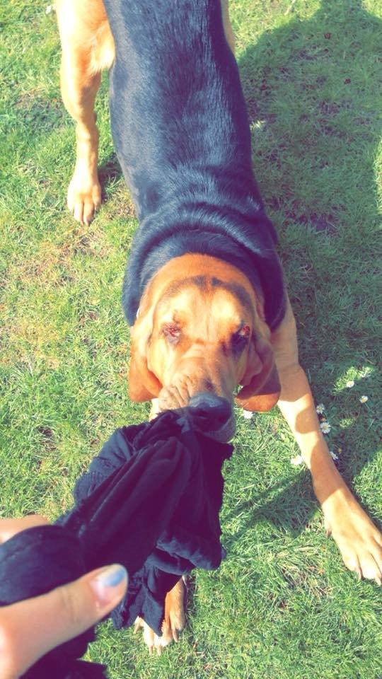 Blodhund Balder billede 14