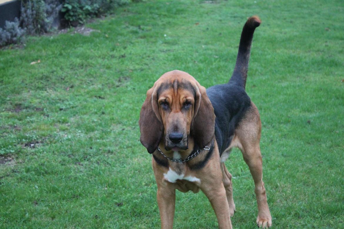 Blodhund Balder billede 17