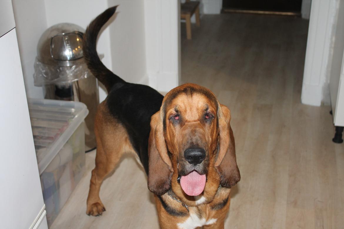 Blodhund Balder billede 18