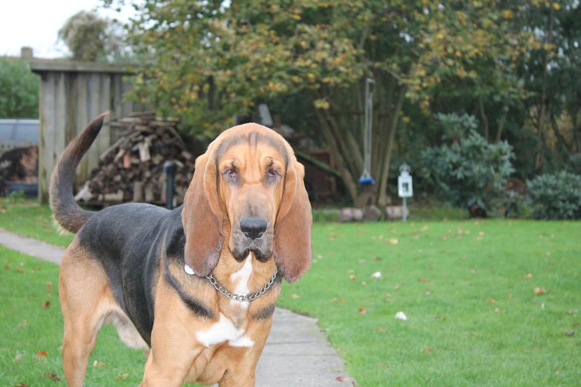 Blodhund Balder billede 16