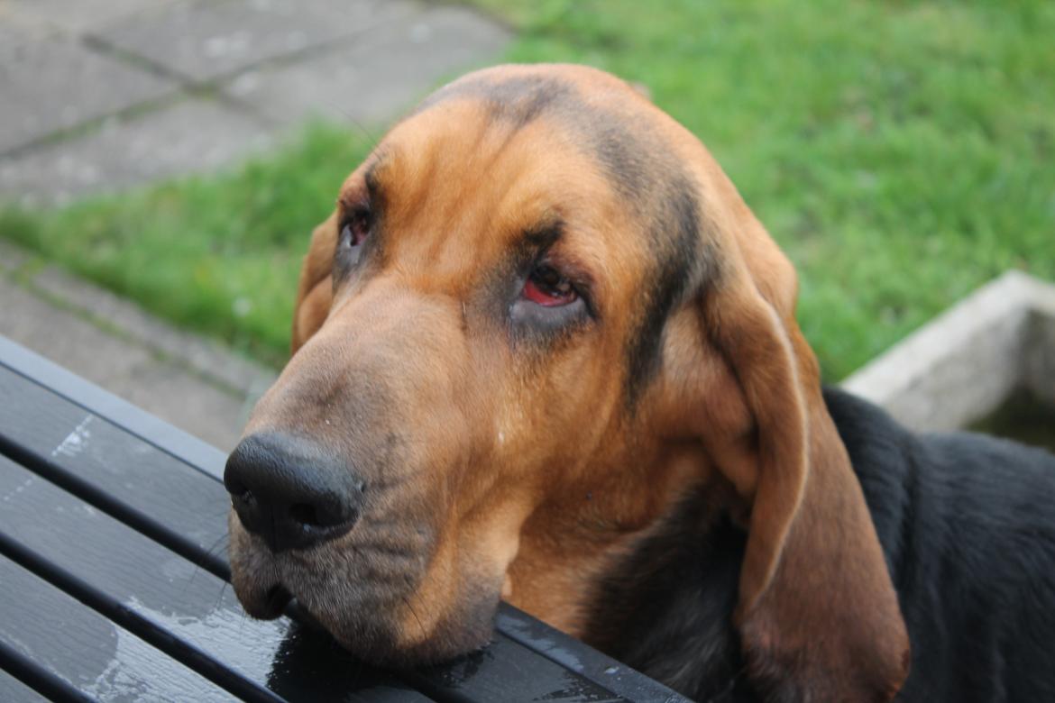 Blodhund Balder billede 19