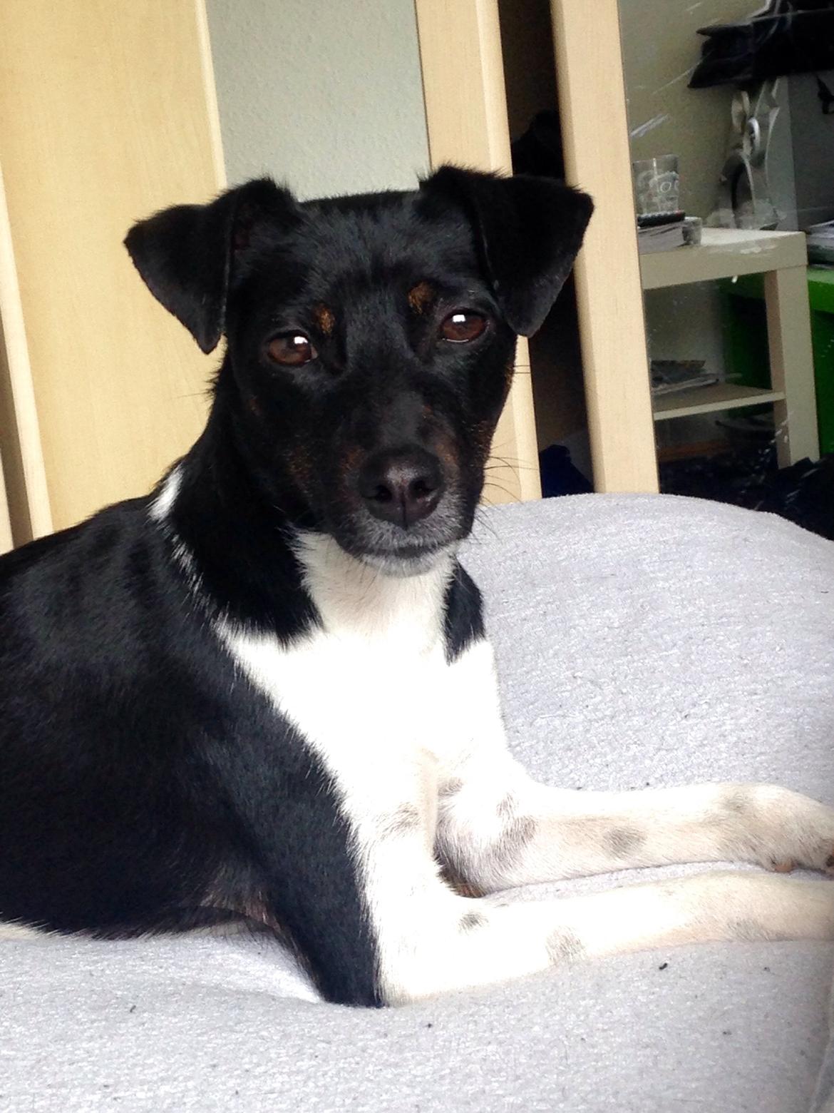 Blanding af racer La Chica - Mors smukke pige billede 41