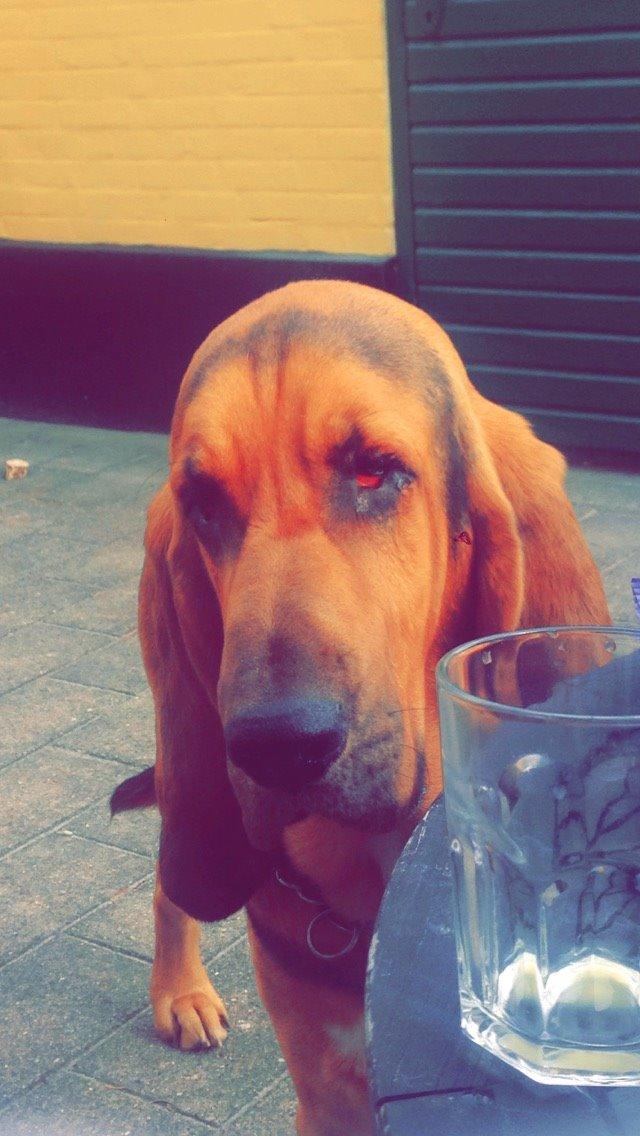 Blodhund Balder billede 21